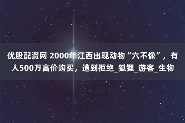 优股配资网 2000年江西出现动物“六不像”,有人500万高价购买,遭到拒绝_狐狸_游客_生物